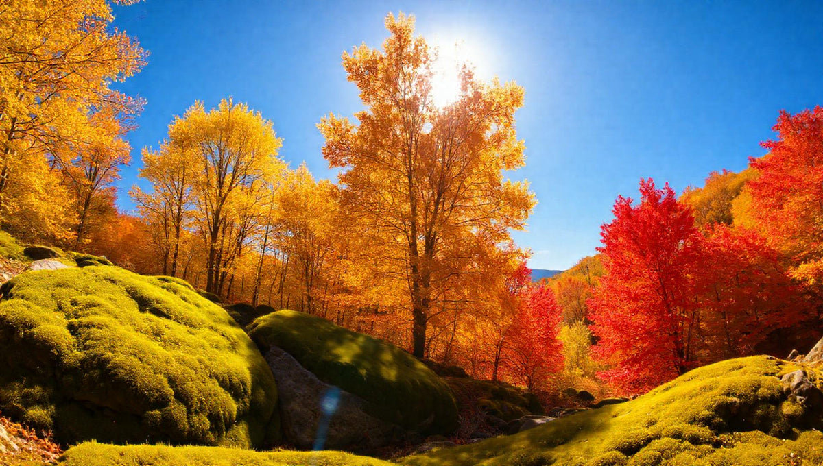 ZenFlow Deep Sleep Healing Vol. 508