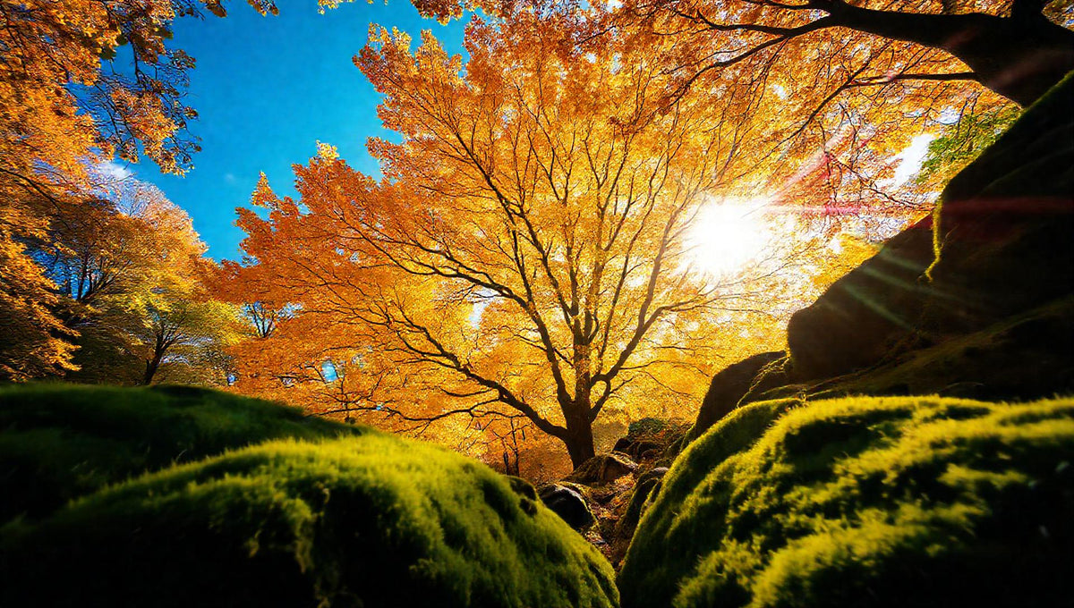 ZenFlow Deep Sleep Healing Piano Vol. 951