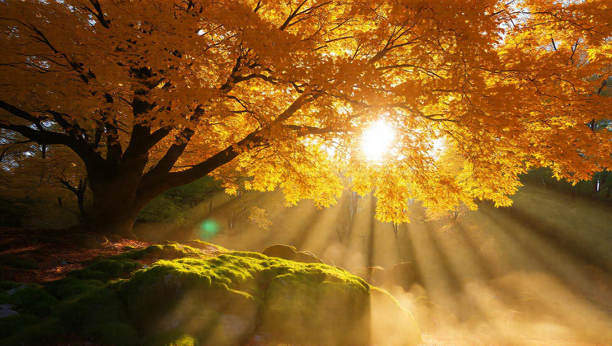 ZenFlow Deep Sleep Healing Vol. 973